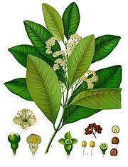 Piment (Pimenta dioica), Illustration